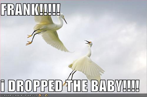 funny-pictures-storks-dropped-baby.jpeg