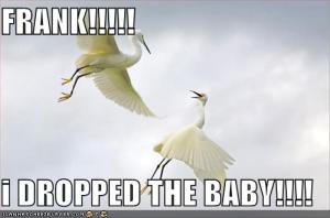 funny-pictures-storks-dropped-baby